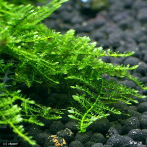 ijXspDAJ[@vJbvitji_ji3j@kCEBq֗vۉ