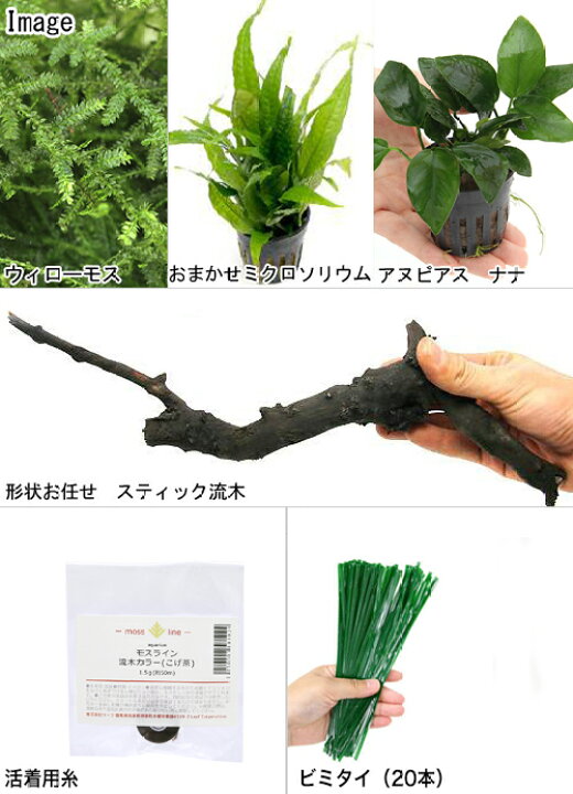 楽天市場 水草 流木巻きつけセット モス ナナ ミクロ 各１セット スティック流木３本 ビニタイ 活着用糸付 説明書付 本州四国限定 Charm 楽天市場店