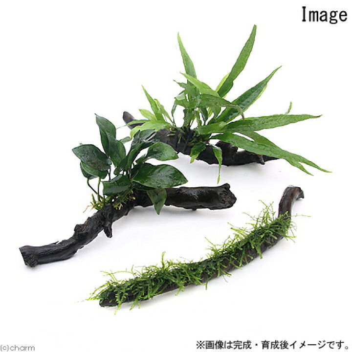楽天市場 水草 流木巻きつけセット モス ナナ ミクロ 各１セット スティック流木３本 ビニタイ 活着用糸付 説明書付 本州四国限定 Charm 楽天市場店