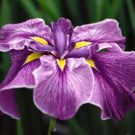 （ビオトープ）水辺植物　花菖蒲　玉堂（ギョクドウ）紫花白覆輪六英花（1ポット）【HLS_DU】