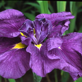 （ビオトープ）水辺植物　花菖蒲　ナイトバイオレット　紫六英花（1ポット）（休眠株）【HLS_DU】