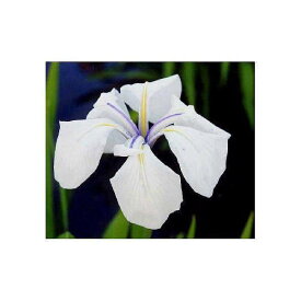 （ビオトープ）水辺植物　カキツバタ　白鷺（シラサギ）白花（3ポット）（休眠株）【HLS_DU】