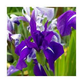 （ビオトープ）水辺植物　カキツバタ　羅生門（ラショウモン）紫花（3ポット）【HLS_DU】