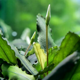 （水草）ブセファランドラsp．Tricolor（無農薬）（水中葉）（1株）