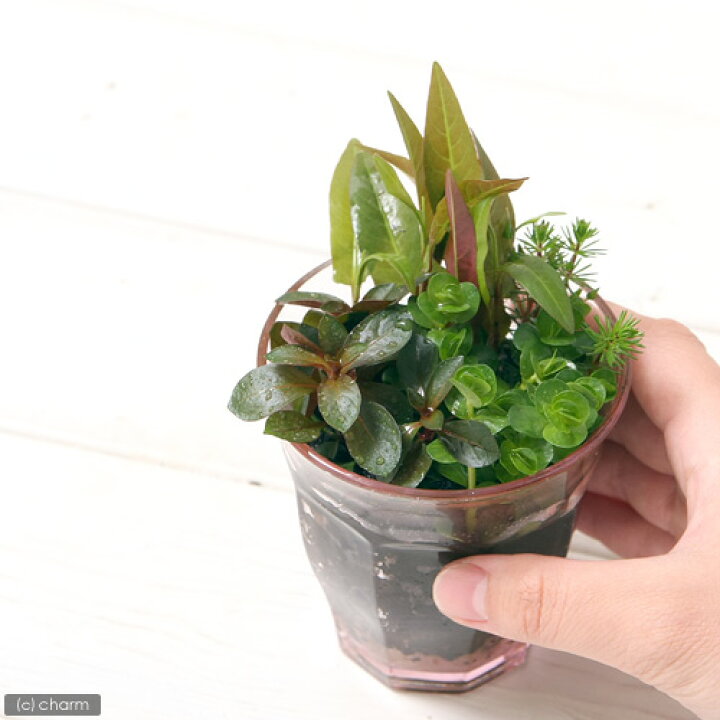 Sale 91 Off 水草 発根済ポット 植えるくん ルドウィジア ブレビペス 水上葉 無農薬 １ポット Zurique Com Br