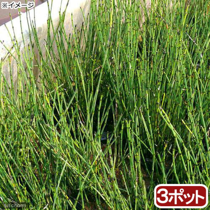 楽天市場 ビオトープ 水辺植物 ヒメトクサ ３ポット 湿生植物 Charm 楽天市場店