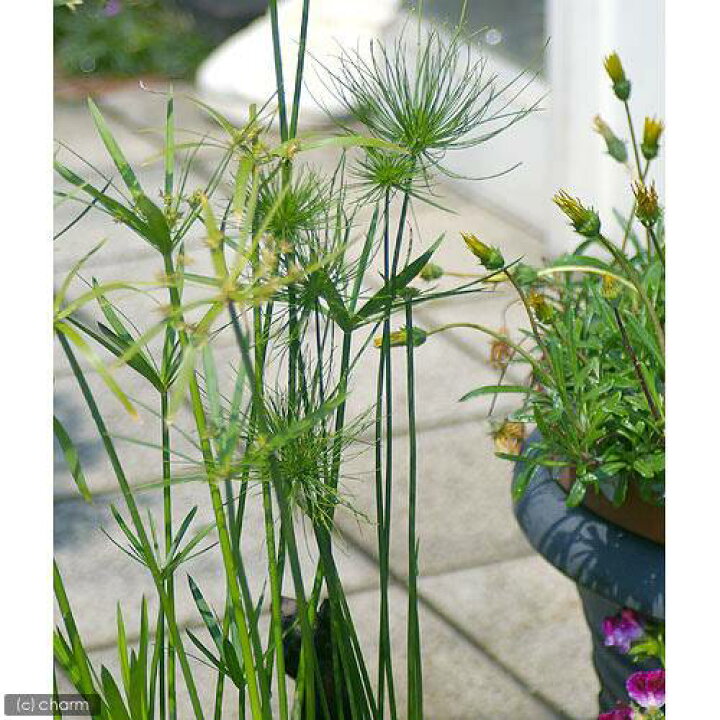 603円 独特の上品 ビオトープ 水辺植物 ドクダミ 3ポット 湿生植物 603円 独特の上品 ビオトープ 水辺植物 ドクダミ 3ポット 湿生植物