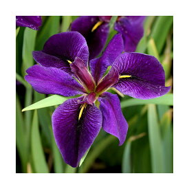 （ビオトープ）水辺植物　ルイジアナアイリス　BLACK　GAMECOCK　濃紫六英花（1ポット）【HLS_DU】