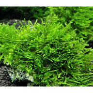 （水草）★育成済★　ウィローモス　風山石　Sサイズ（約10cm）（水中葉）（無農薬）（1個）