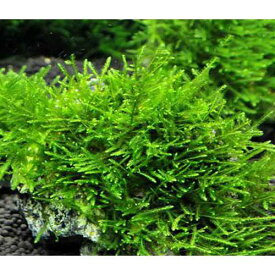 （水草）★育成済★　ウィローモス　風山石　Sサイズ（約10cm）（水中葉）（無農薬）（1個）