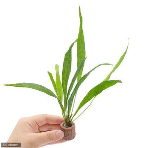 ijCt}`ij~N\E@vevX@\[h[ti5j