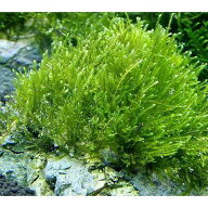 （水草）★育成済★　ウィローモス　風山石　Mサイズ（約14cm）（水中葉）（無農薬）（1個）