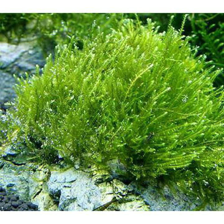 楽天市場】（水草）☆育成済☆ ウィローモス 風山石 Mサイズ（約 