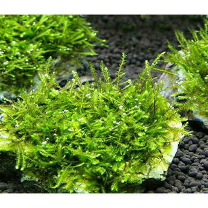 ij琬ρ@EB[X@R΁@SSTCYi8cmȉjitji_ji3j