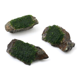 ijā@EB[X@R΁@SSTCYi8cmȉjitji_ji1j