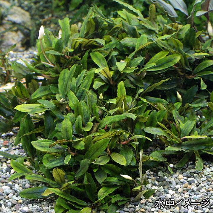 楽天市場 水草 ブセファランドラｓｐ クアラクアヤン１ 無農薬 水中葉 ３株 北海道航空便要保温 Charm 楽天市場店