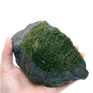 ijā@ăEB[X@R΁@MTCYi14cmjitji_ji1j