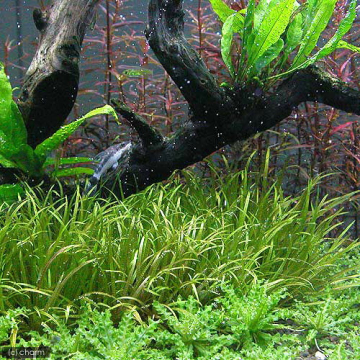 日本産 水草 ブリクサショートリーフ ミックスモス 穴あき溶岩石付 無農薬 １個 Discoversvg Com