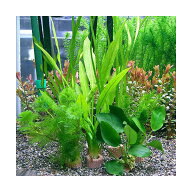 （水草）ライフマルチ（茶）ビギナー7点セット（1パック）説明書付