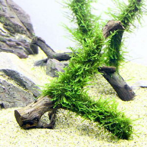 (水草)★育成済★ ウィローモス 枝状流木 Sサイズ(約10cm〜)(水中葉)(無農薬)(3本)