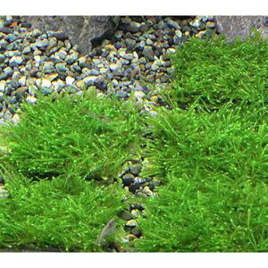 ij琬ρ@EB[X@^Citji_ji5j