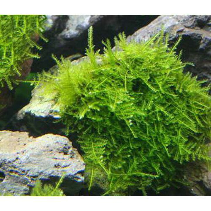 楽天市場 水草 育成済 南米ウィローモス 風山石 ｓサイズ 水中葉 無農薬 ３個 Charm 楽天市場店