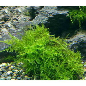 ij琬ρ@ăEB[X@R΁@SSTCYi8cmȉjitji_ji1j