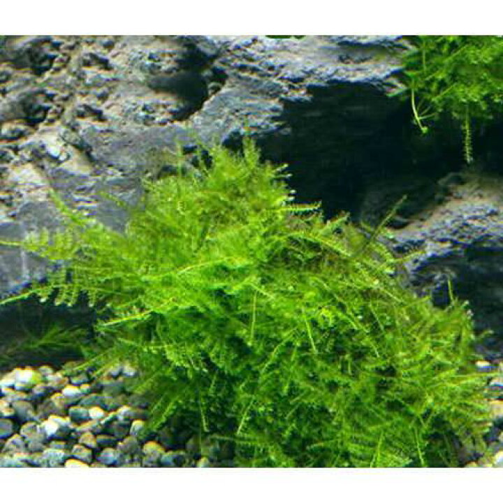 Web限定 水草 育成済 南米ウィローモス ボール 水中葉 無農薬 1個 Rmladv Com Br Web限定 水草 育成済 南米ウィローモス ボール 水中葉 無農薬 1個 Rmladv Com Br