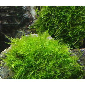 ij琬ρ@ăEB[X@R΁@MTCYi14cmjitji_ji1j