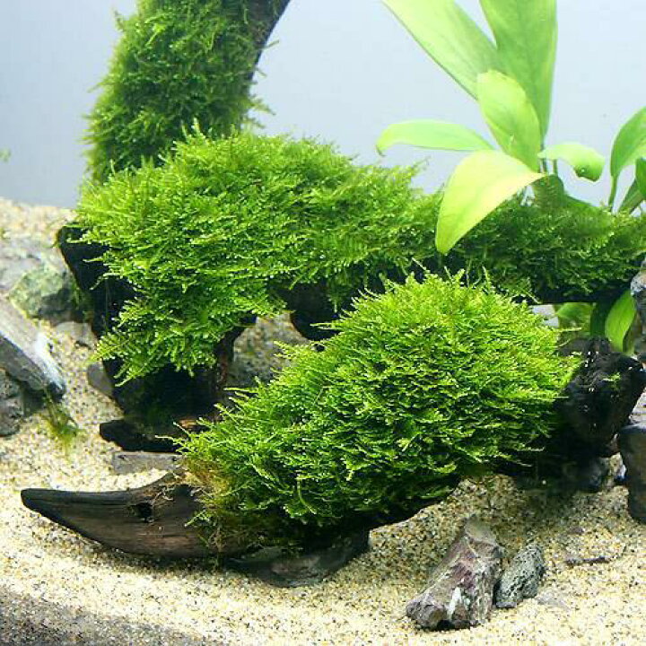 開店記念セール 水中葉 水草 無農薬 ボール ３個 育成済 ウィローモス 水草