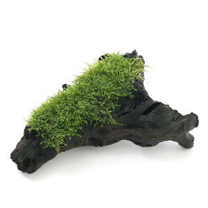 ij琬ρ@ăEB[X@؁@MTCYi20cmjitji_ji1{j