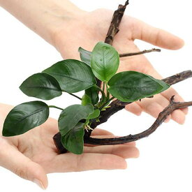 （水草）アヌビアスナナ　枝状流木　Sサイズ（水上葉）（1本）（10cm～）