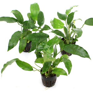 ijAkrAX@V[gV[vi3|bgj