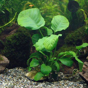 ijAkrAX@oe[spD@N[ti3|bgj