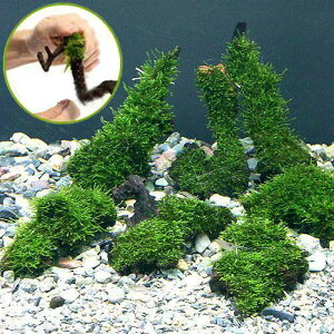 �i�����j�������ā@�W���C�A���g��ăE�B���[���X�@���؁@SS�T�C�Y�i��10cm�j�i�����t�j�i���_��j�i1�{�j