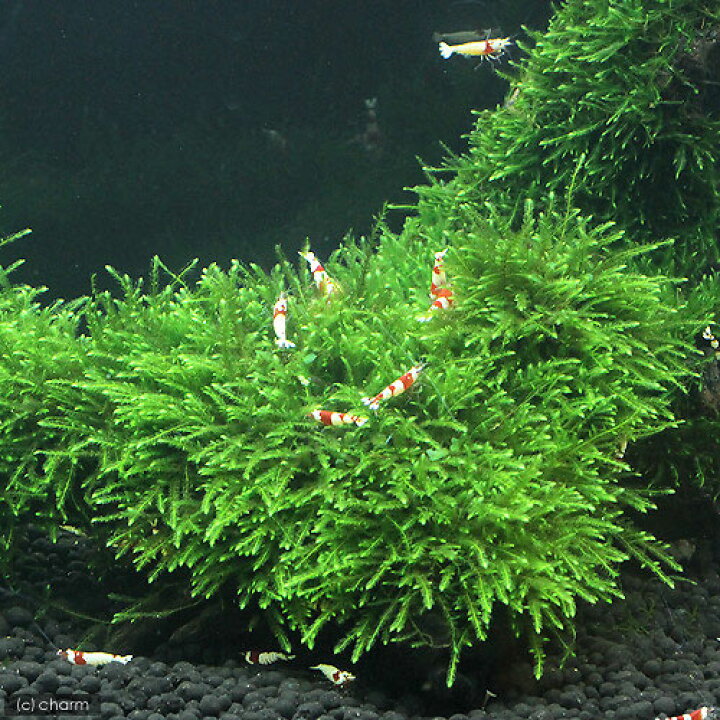水草 巻きたて ウィローモス 枝状流木 ｍサイズ 約２０ｃｍ 水中葉 無農薬 １本 53 Off