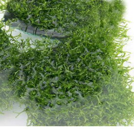 （水草）巻きたて　リシア　タイル（水中葉）（無農薬）（1個）　北海道・九州航空便要保温