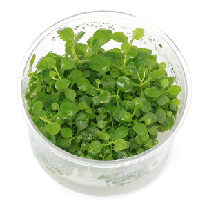 ijgD|{@xAJ[fBiXi_ji1|bgj@kCEBq֗vۉ