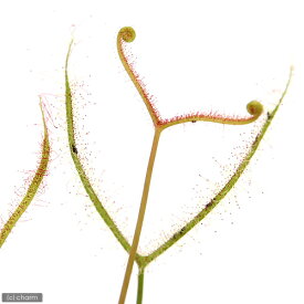 （食虫植物）モウセンゴケ　ヨツマタモウセンゴケ　2．5～3号（1ポット）【HLS_DU】