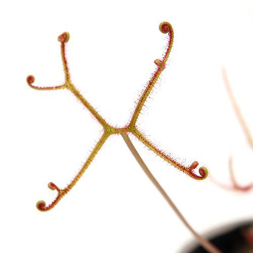 食虫植物 ヤツマタモウセンゴケ エクストレマ ２．５～３号 １ポット ハイクオリティ 新色追加して再販