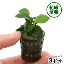 楽天市場】アヌビアス ナナ 無農薬の通販