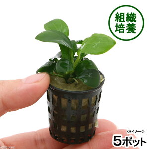 ijgD|{@AkrAXiii_ji5|bgj@kCq֗vۉ