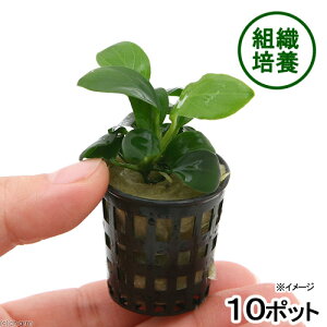 ijgD|{@AkrAXiii_ji10|bgj@kCq֗vۉ