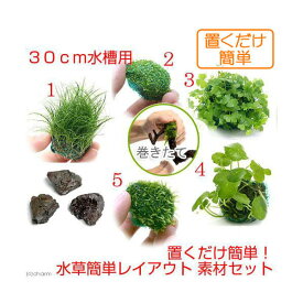 楽天市場 キューバパールグラス 種の通販