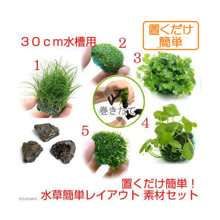 楽天市場 水草 置くだけ簡単 ３０ｃｍ水槽用 水草簡単レイアウト 素材セット 水中葉 本州四国限定 Charm 楽天市場店