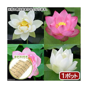 (ビオトープ)蓮 花色おまかせハス 品種記載あり(1ポット) すだれ付き