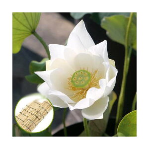 irIg[vj@@nXij@Ԙ@iVoinXji1|bgj@tixԁj