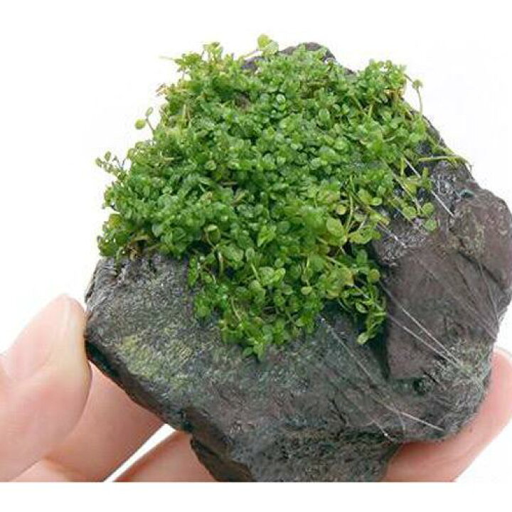 楽天市場 水草 巻きたて キューバパールグラス 風山石 ｓサイズ 約１０ｃｍ 水上葉 無農薬 １個 北海道航空便要保温 Charm 楽天 市場店
