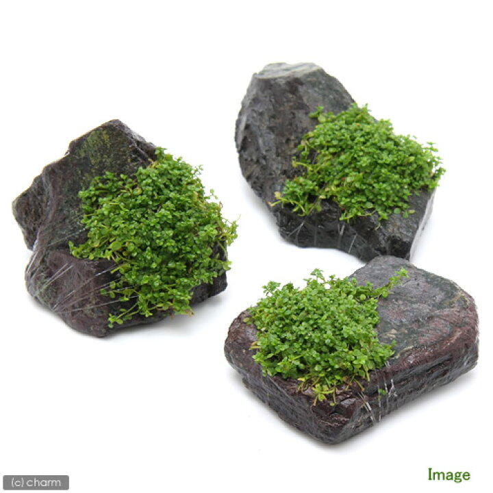 楽天市場 水草 巻きたて キューバパールグラス 風山石 ｓサイズ 約１０ｃｍ 水上葉 無農薬 １個 北海道航空便要保温 Charm 楽天 市場店