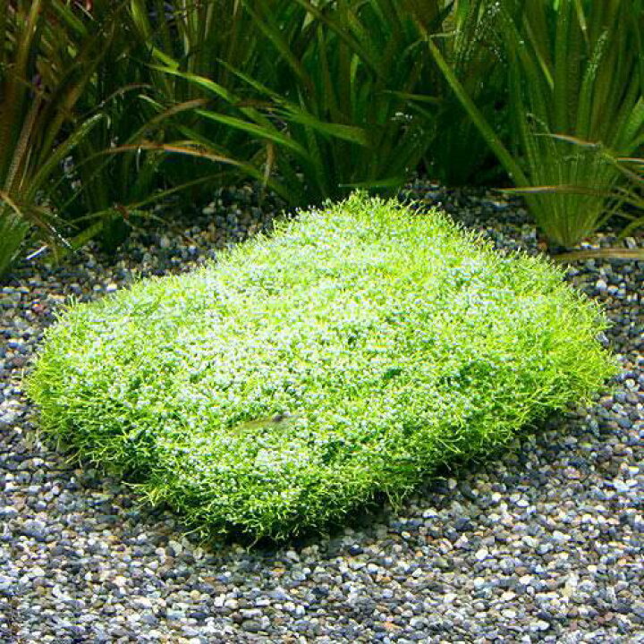 楽天市場 水草 育成済 リシアクッション 水中葉 無農薬 ３枚 Charm 楽天市場店